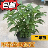 九层塔潮汕金不换盆栽食用主厨房九层塔盆栽食用罗勒植物香料甜罗 2年苗--叶子带清香味 不带盆
