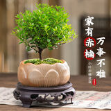 小叶赤楠老桩盆栽盆景迷你植物室内花卉办公室桌面小绿植好养四季 赤楠+莲花瓷盆送托盘送苔藓