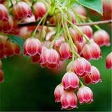 铃兰花盆栽花卉植物室内四季种球植物带芽浓香耐寒花苗种花好养活 红色铃兰四季开花 1颗带芽根