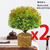 金丝楠木盆裁小叶赤楠盆景造型金丝楠木盆景小叶桢楠树苗 2盆-五年【土球-不带盆】 带盆栽好