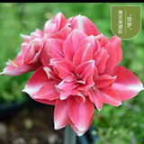 垣栀荷兰朱顶红进口大球重瓣种球盆栽花卉植物多年生特大球四季开花球 【双碟】朱顶红种球当年开花