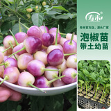寿禾 彩椒种子苗大全辣椒苗灯笼椒种苗甜椒青椒菜椒夏秋季蔬菜苗种子 七彩辣椒苗 6棵
