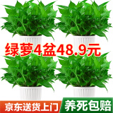 双盟绿萝盆栽除甲醛花卉绿植办公室新房净化空气180白竖纹4盆源头直发