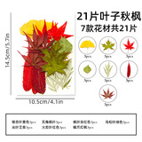 澳颜莱 真树叶植物标本干花压花幼儿园手工贴画diy材料包制作书签真花朵 21片秋枫（叶子系）
