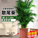 中梦散尾葵植物盆栽客厅大型绿植室内办公室凤尾竹盆景天堂鸟花卉 散尾葵高1.6-1.8米+原胶盆