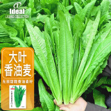 IDEAL油麦菜种子大棵无斑香甜脆油麦菜籽四季蔬菜种子10g（约9000粒）