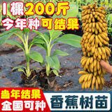 香蕉树苗1棵200斤中蕉九号抗寒新品种南北方种植香蕉果树苗当年结 收到死苗免费补等于(带营养杯带 (20-30厘米高)4棵