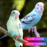 豪蚨虎皮鹦鹉说话小鸟活物观赏鸟宠物牡丹小太阳亲人玄风鹦鹉豪蚨 白云班+蓝云班一对（一公一母）