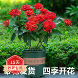 欧悟米兰花盆栽花卉植物室内四季开花带花苞浓香茉莉花苗盆景驱蚊绿植 龙船花35-50cm高【带花】加仑盆