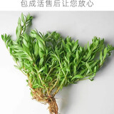 正宗可食用垂盆草种苗四季好养活阳台室内绿植吊篮盆栽 垂盆草1斤可种植可食用