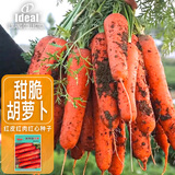 ldeal理想农业 胡萝卜种子新黑田红笋种籽家庭阳台易种蔬菜胡萝卜种子