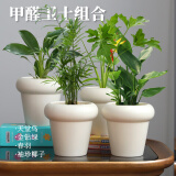 京云梦金钻绿春羽袖珍椰子天堂鸟四季好养去甲醛/甲醛卫士组合源头直发