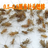 KERRY蟋蟀活体爬宠食物白蟋蟀蛐蛐蜥蜴守宫鬃狮蜘蛛蝎子粮食活食樱桃红 0.3-0.8cm白蟋蟀60只