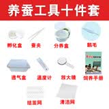 沃绣 蚕宝宝当天发货 活蚕宝宝蚕卵小蚕彩色蚕新鲜桑叶学生养蚕套装 养蚕工具十件套