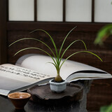 八芽海岛罗汉松指尖微型盆栽桌面小绿植迷你拇指好养植物源头直发包邮 迷你酒瓶兰（拇指白盆） 陶瓷盆-带盆栽好