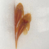 黄金大胡子鱼大帆红蓝眼胡子24K胡子除藻工具鱼清洁鱼 黄金胡子6-7cm(公)2条