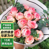 泰西丝月季花苗不爬藤花卉地载庭院 不爬藤艾莎30-40cm不含盆 源头直发