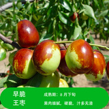 大枣树苗特大红枣树苗枣树活苗冬枣苗南北方种植果树苗当年结果 早脆王枣树苗6年苗【当年结果】 5年枣树苗当年结果