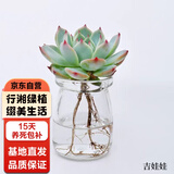 行湘水培多肉植物盆栽绿植 吉娃娃+迷你小布丁玻璃瓶+水培珠 源头直发