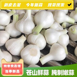 2025当季鲜蒜嫩蒜山东苍山大蒜白皮蒜湿蒜可腌糖蒜腊八蒜鲜蒜干蒜 鲜蒜 2500g 白皮蒜