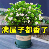 开时果 茉莉花盆栽带花苞发货 办公室桌面绿植浓香花卉树苗植物好养盆景 精品茉莉花5-10棵【加仑盆】