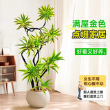 叹为观止 大型盆栽 单杆辫子发财树天堂鸟绿萝散尾葵办公室内开业乔迁礼品 金边百合竹1.2-1.4米【聚宝盆】 含盆