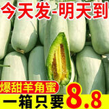 果乡三眼井【现摘现发】山东羊角蜜甜瓜头茬瓜水果整箱羊角脆净重4.3斤以上 5斤中大果【头茬抢鲜装】