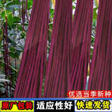 红豆角种子红长豇豆种籽十月红搭架长豆角易种植的蔬菜豇豆种子 红长豆角种子【1包 约30粒】