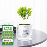通沭小叶赤楠室内盆栽四季常青植物花卉 小叶赤楠+早安盆源头直发