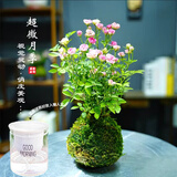 艾莹超微水培姬月季四季开花卉阳台桌面迷你小盆栽水中美人苔藓球植物 带花 高温花色泛白】粉色超微姬月季 带懒人盆