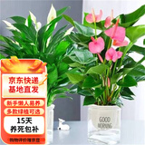 白掌盆栽一帆风顺水培植物室内花卉绿植水养红掌粉掌 白掌+粉掌（早安盆） 含盆
