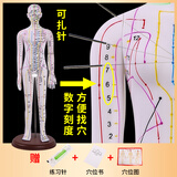 蓝蝶52 62CM人体针灸模型人经络穴位中医全身十二铜人模特图扎针练习小皮人超清晰刻字大字体人体模型 62CM彩色女软模（可扎针）超清彩色