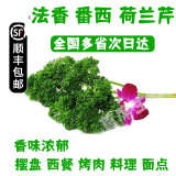 新鲜香料 西餐调料 法香（法国香菜荷兰芹）250g