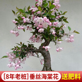 花翁海棠花盆栽树苗重瓣长寿冠盆景老桩庭院阳台绿植室内花卉源头直发