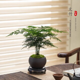 八芽文竹盆栽植物室内客厅中式禅意盆景好养绿植办公室摆件创意花卉 禅意盆文竹-含密胺托盘 带盆栽好