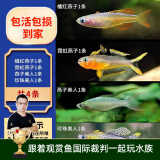 云峰海瑞 小型热带鱼观赏鱼活体红绿灯鱼淡水水族鱼宠物虎(四间鱼)皮鱼 莺歌燕舞仙女合辑 共4条