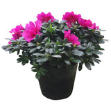 种花迷比利时花盆栽四季开花杜鹃花盆景花卉杜鹃花苗室内客厅阳台绿色植 紫色杜鹃 三年苗(带花苞)