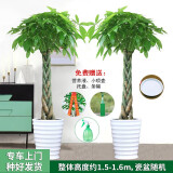 绿韵花田【两小时达】步步高发财树盆栽植物室内大型植物客厅开业公司门口 辫子发财树一对