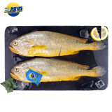 三都港 冷冻三去大黄鱼1kg/2条装 黄花鱼 深海鱼 生鲜 鱼类 海鲜水产