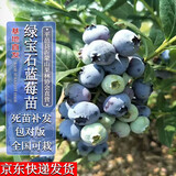 四万公里 40000KM蓝莓树苗 绿宝石蓝莓苗盆栽果树苗南北方盆栽地栽 源头直发包邮 