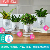 雅卉水培植物盆栽发财树办公室内小绿植芦荟吊兰花卉盆栽好养 芦荟+碧玉+哈尼虎皮兰+铁海棠 含盆