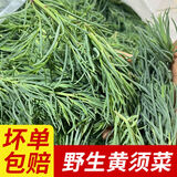 河北特产野生黄须菜饺子凉拌菜新鲜海蓬碱蓬猪毛菜野菜海英菜 2斤焯水真空装