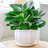 行湘金钻盆栽绿公主新房绿植花卉易活客厅吸甲醛+白莲陶瓷盆 源头直发