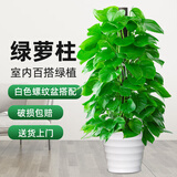 京东绿植大叶绿萝柱盆栽大型绿植办公室绿箩除甲醛净化空气螺纹盆源头直发