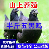 现货半斤一斤五黑鸡活苗纯种五黑一绿鸡绿壳蛋鸡半斤土鸡正宗乌骨 1斤左右纯种五黑 5只(公母自选