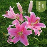 香水百合种球四季花卉好养易活盆栽室内花植物种球浓香百合花种球 圣女多头花包活包对版 百合种球一颗