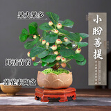 临雅小盼菩提树盆栽带果绿植室内禅意盆景植物桌面莲花素陶盆源头直发