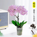 爱你一万年蝴蝶兰花苗带花剑带花苞盆栽兰花大苗客厅室内植物花卉四季好养活 【带花发货】樱花蝴蝶兰 赠送：支架+夹子