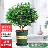 欧芽清香胡椒木植物办公室桌面绿植花卉 盆栽室内客厅 清香木独杆5年苗【加仑盆】 含盆