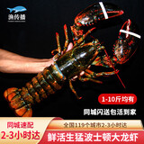 渔传播【活鲜】同城速配 加拿大鲜活波士顿龙虾2斤/只波龙虾类 源头直发